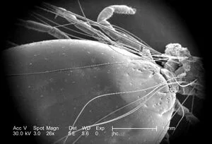 Tick close-up sem image
