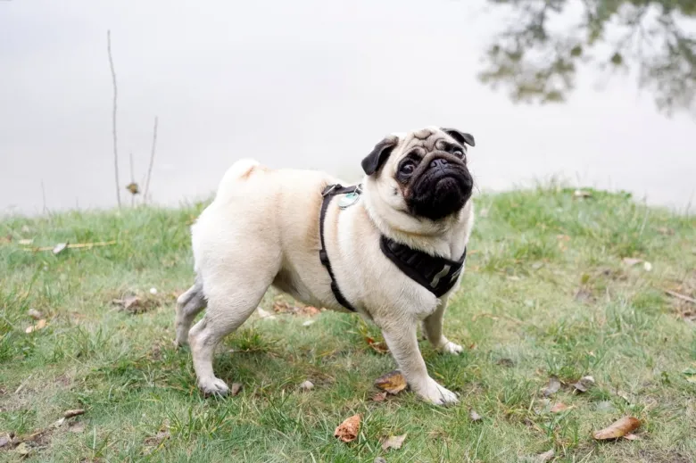 Mops stojí na trávě u vody s čenichem obráceným vzhůru.