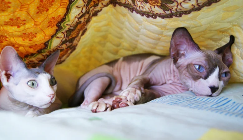 Dvě kočky sphynx leží pod žlutou přehozem.