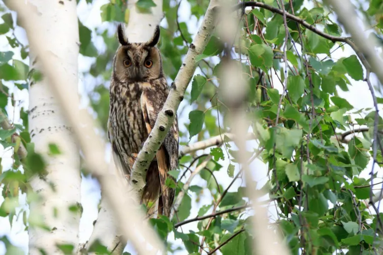 Eurasian eagle-owl perched in tree