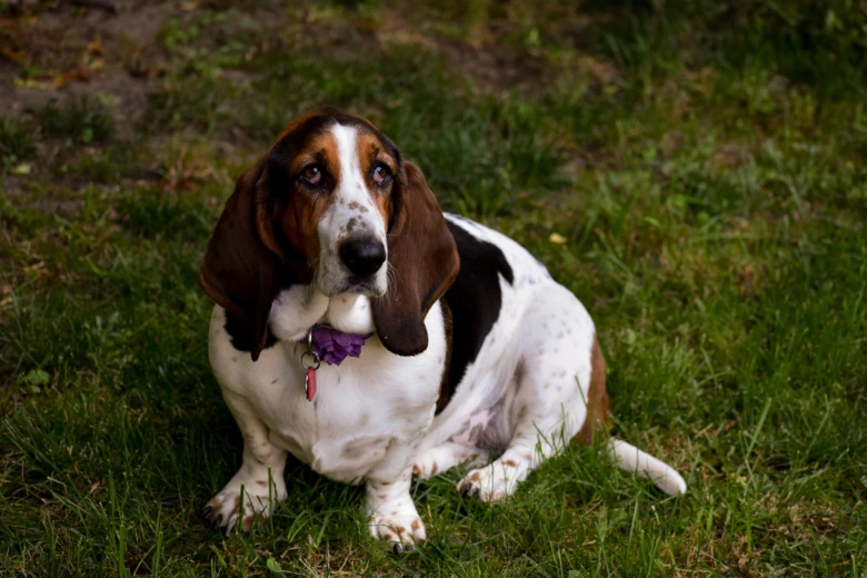 Baset hound sedící na trávě s fialovou šňůrkou.