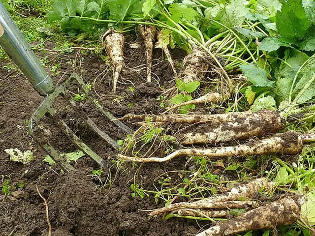 Svěže vykopané pastinaky leží na zemi vedle zahradního nástroje.