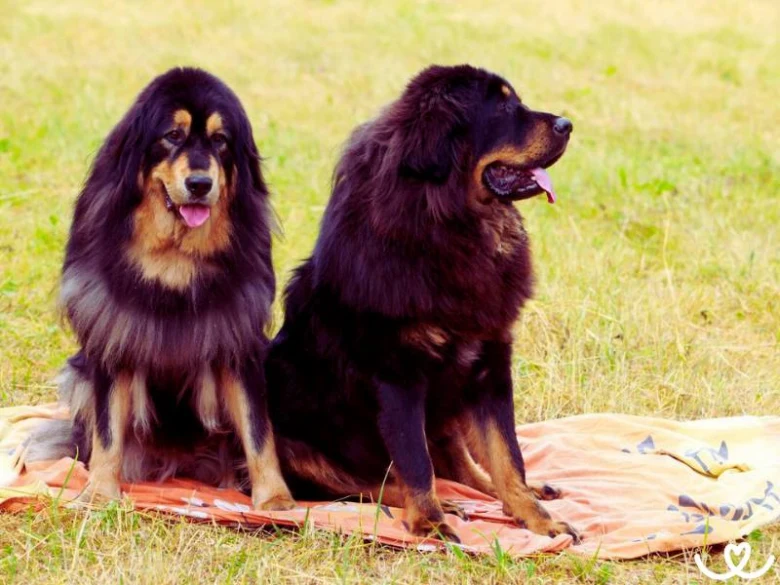 Dva tibetské doga sedící na dečce v trávě.