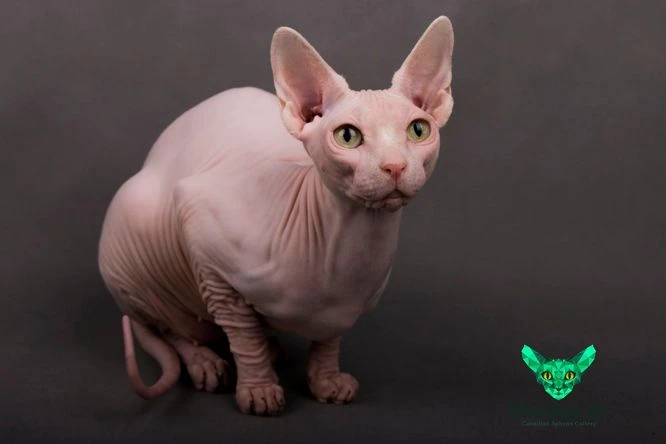 Růžová kočka sphynx bez srsti sedící na tmavém pozadí.