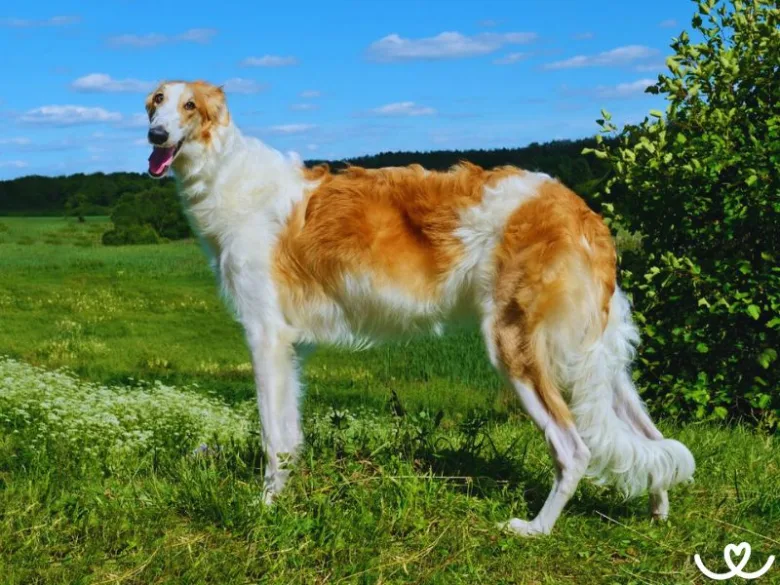 Borzoi stojí na travnatém poli pod modrou oblohou.