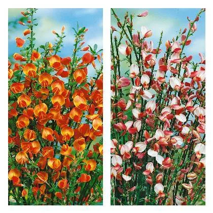 Dvě fotografie čilimníku s oranžovými a růžobílymi květy na modré obloze.