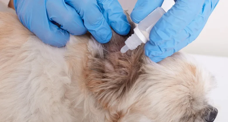 Veterinář aplikuje lék na zánět ucha psa pomocí pipety.