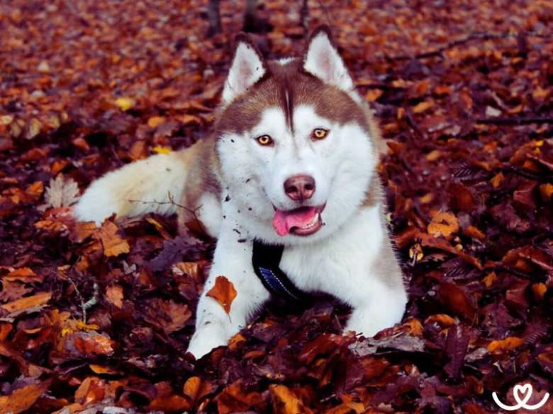 Sibiřský husky leží na podlaze s listím v přírodě.
