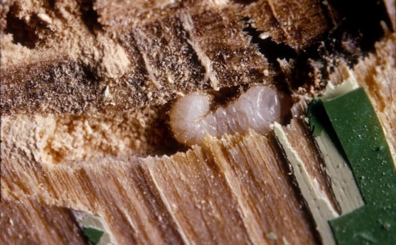 Larva červotoče v dřevě s viditelnými poškozeními.