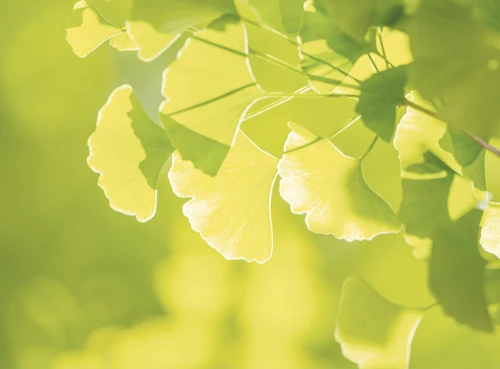 Zelené listy ginkgo biloba oslněné sluncem na rozostřeném pozadí.