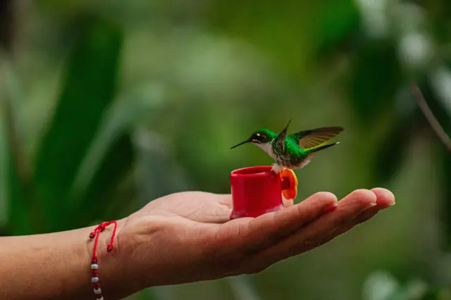 Hummingbird on feeder in hand