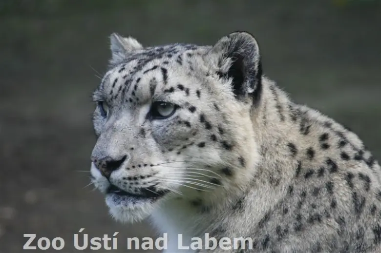 Sněžný levhart v profilu s rozostřeným pozadím.
