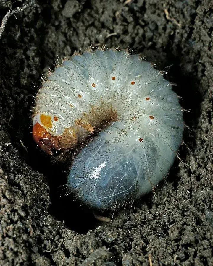 Larva chrousta japonského v zemi s oranžovou hlavou.