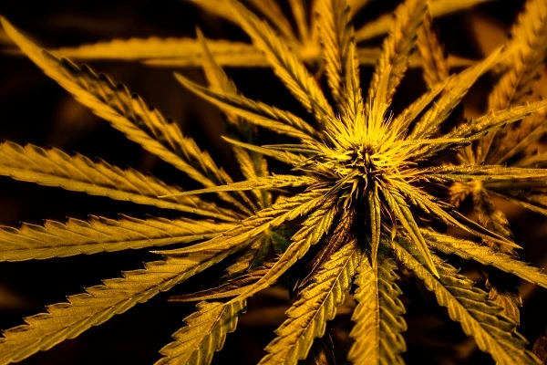 Cannabis plant flower