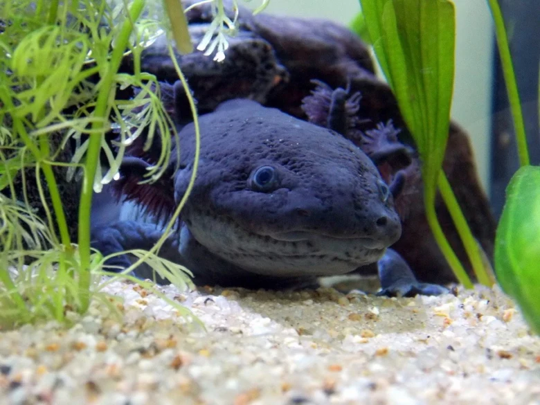 Axolotl v akváriu mezi vodními rostlinami.