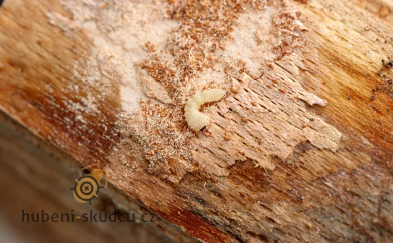 Larva červotoče na poškozeném dřevě s pilinami.