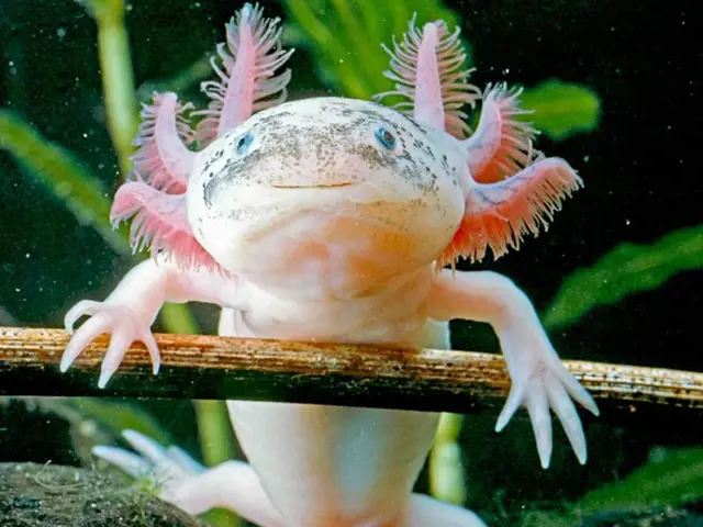 Růžový axolotl s pestrými žábry drží se větve ve vodě.