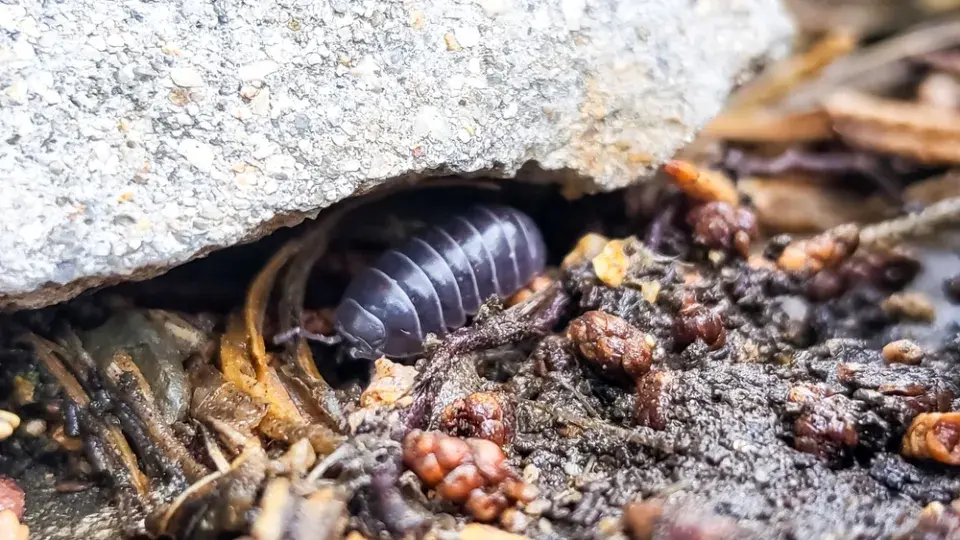 Svinka obecná pod kamenem v přírodním prostředí.
