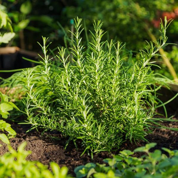 Rosemary plant in garden soil