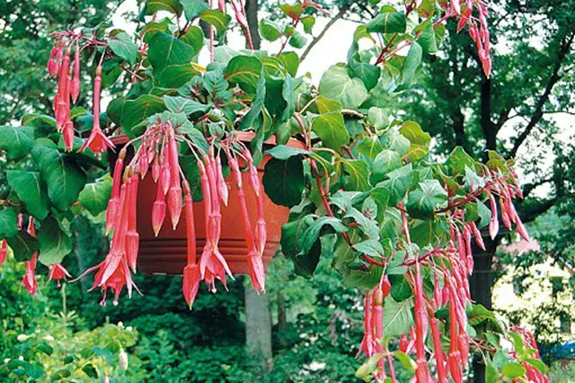 Hanging fuchsia plant with red flowers