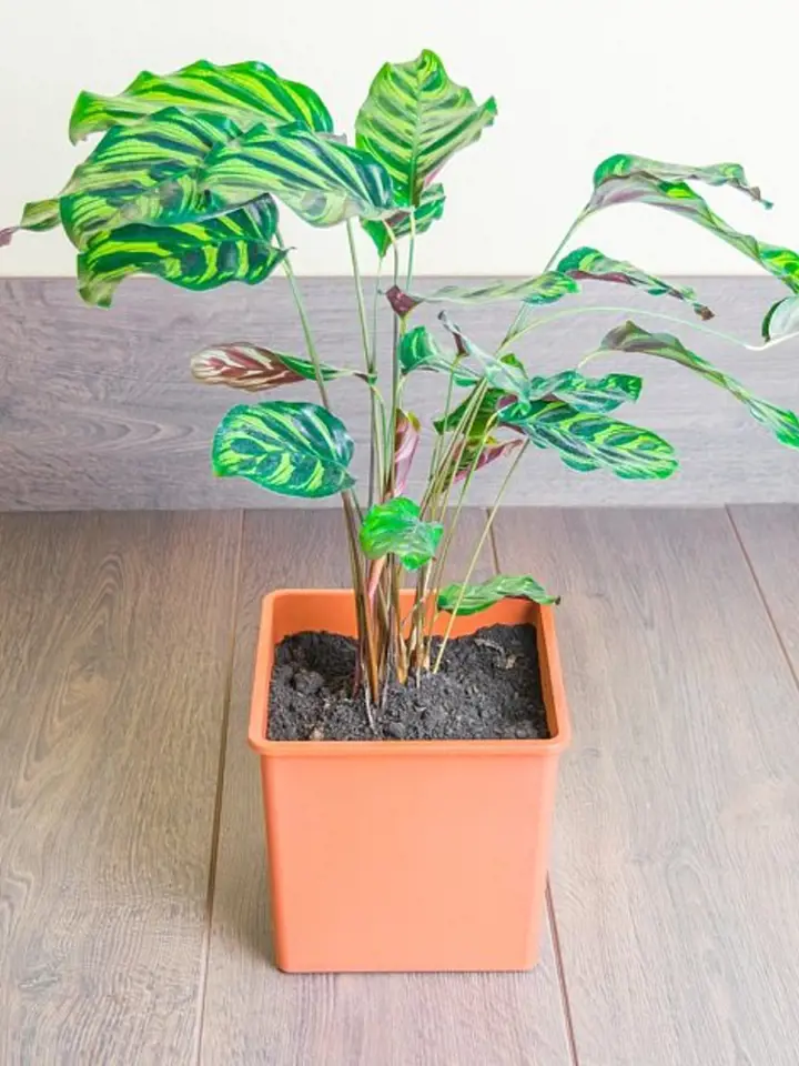 Kalatea v oranžovém květináči na dřevěné podlaze.
