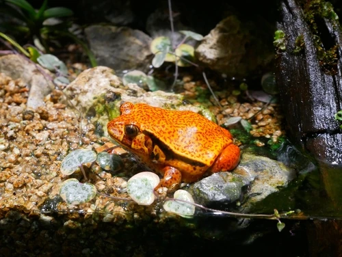 Oranžová žába v akváriu s kameny a rostlinami pro domácí mazlíčka.