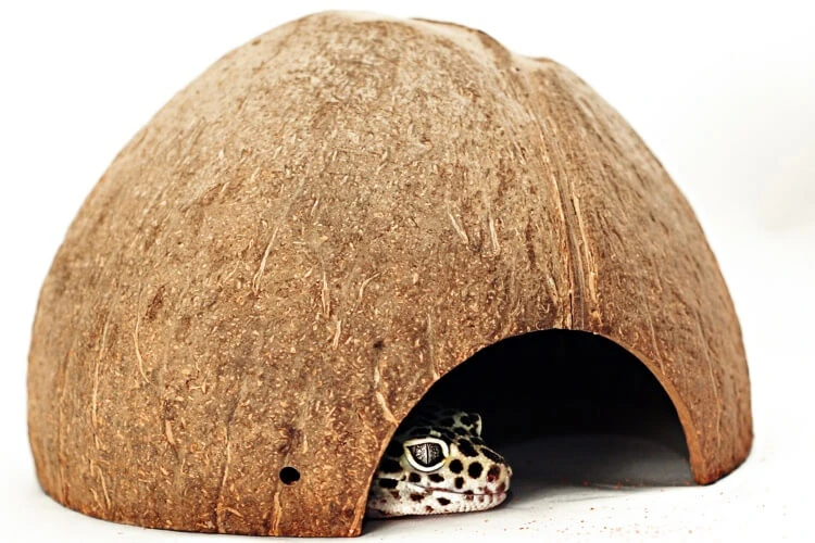 Geckončík noční se schovává pod kokosovou skrýší v teráriu.