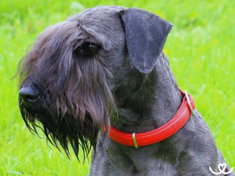 Šedý teriér schnauser s oranžovou obojkou na trávníku.