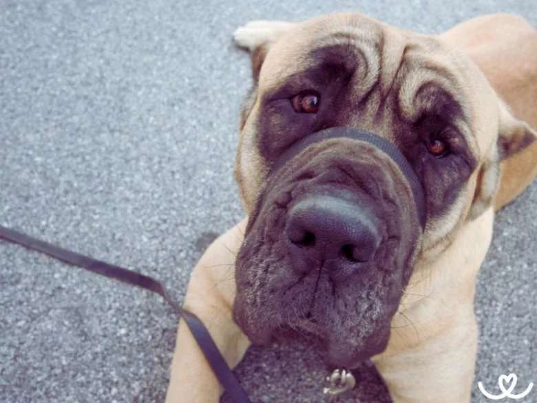 Portrét hlavy psa plemene Cane Corso na asfaltu.