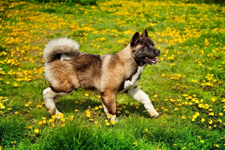 Americká akita chodí po trávníku s žlutými květy.