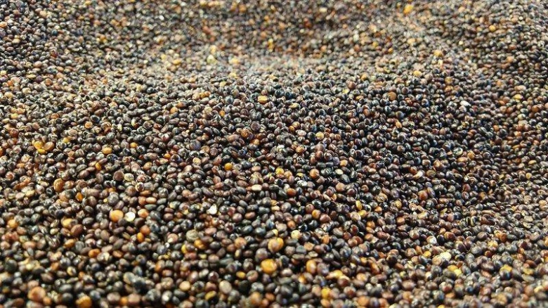 Quinoa seeds