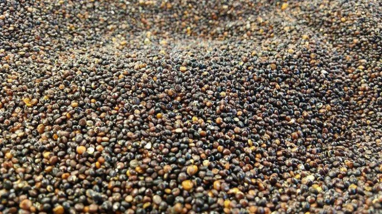 Quinoa seeds close-up