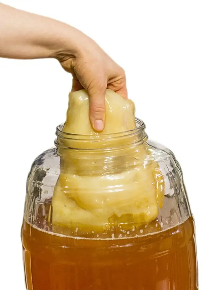 Ruka vytahuje SCOBY z nálevu v sklenici při kvašení kombuchy.