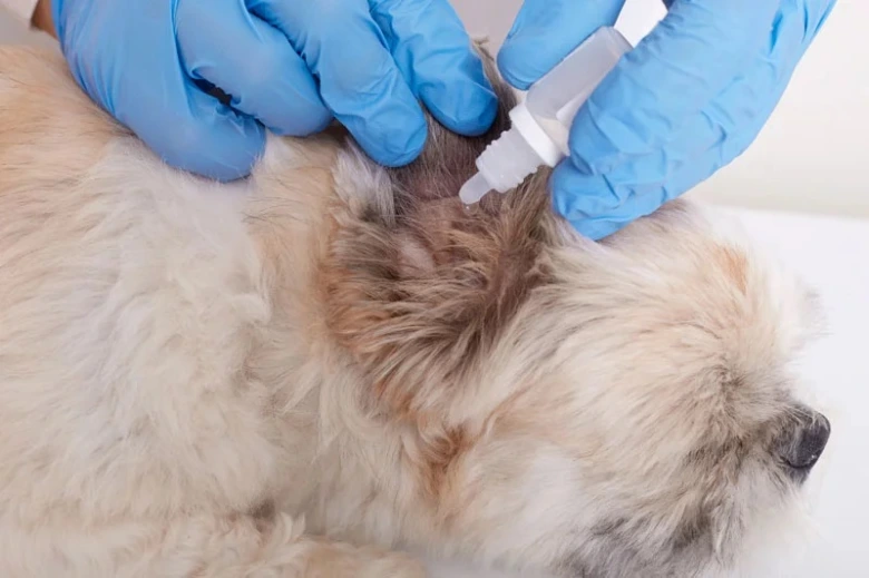 Veterinář aplikuje lék na zánět ucha psa.