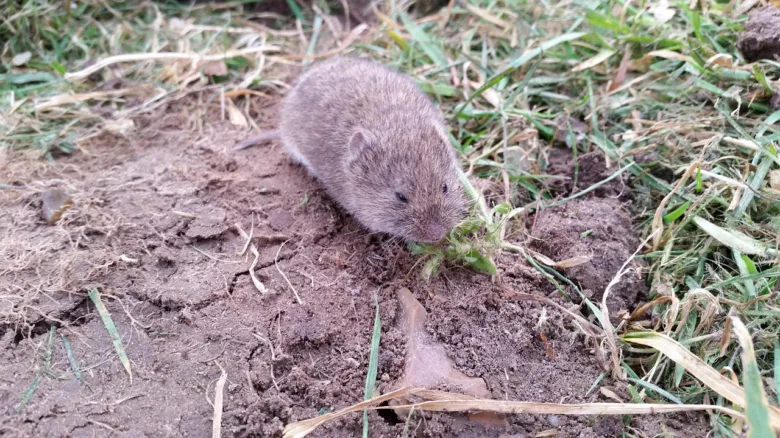 Vole eating plant