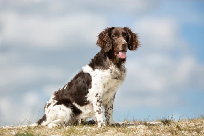 German wirehaired pointer dog