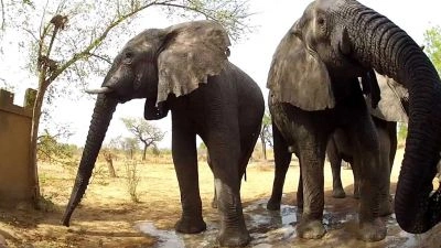 Dva africké sloni pijí v blátě u stromů.