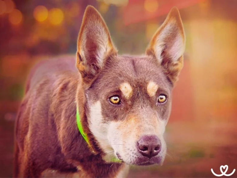 Portrétní fotografie australské kelpie s jasně zeleným obojkem.