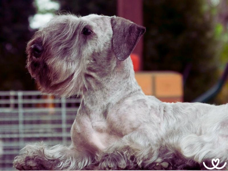 Schnauser ležící na zemi s typickým vousatým obličejem.