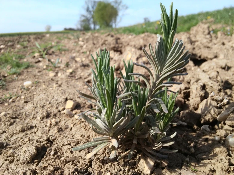 Lavender plant in soil