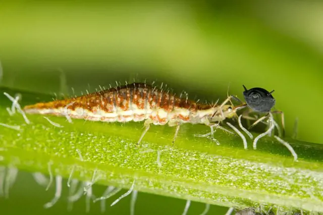 Larva zlatoočky se živí mšicemi na rostlině.