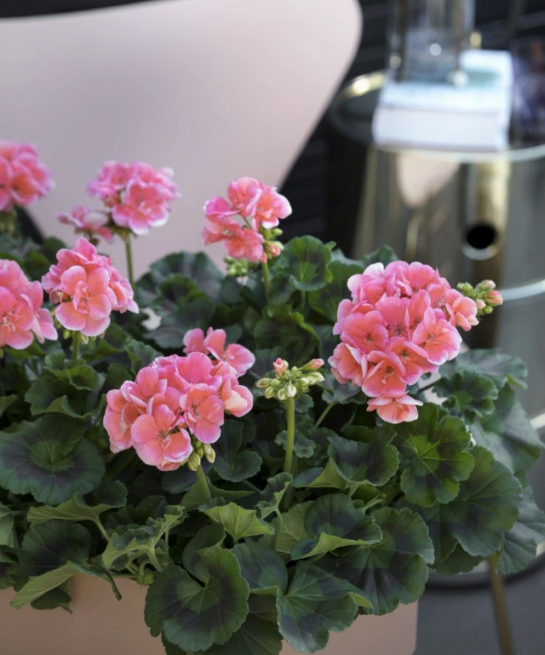 Pink pelargonium flowers
