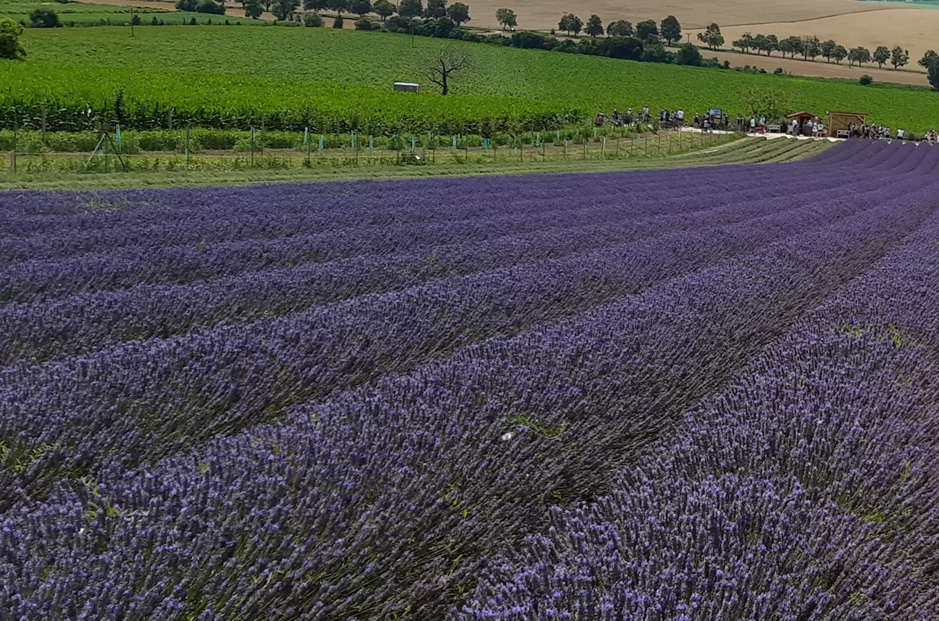 Fotografie fialových levandulí s návštěvníky na farmě v ČR