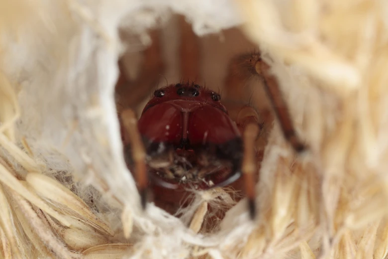 Redback spider in web
