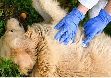 Veterinář zkoumá zlatého retrívra při vyšetření.