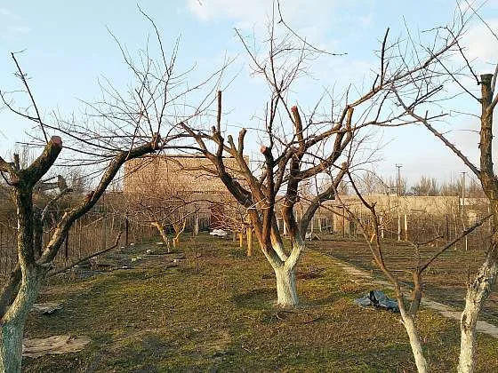 Ořezané ovocné stromy v zahradě bez listí.