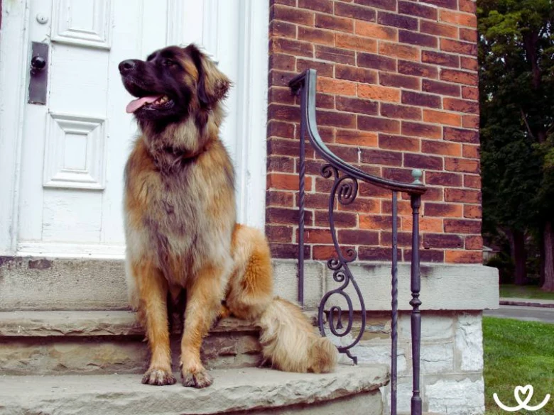 Leonberger dog sitting on steps