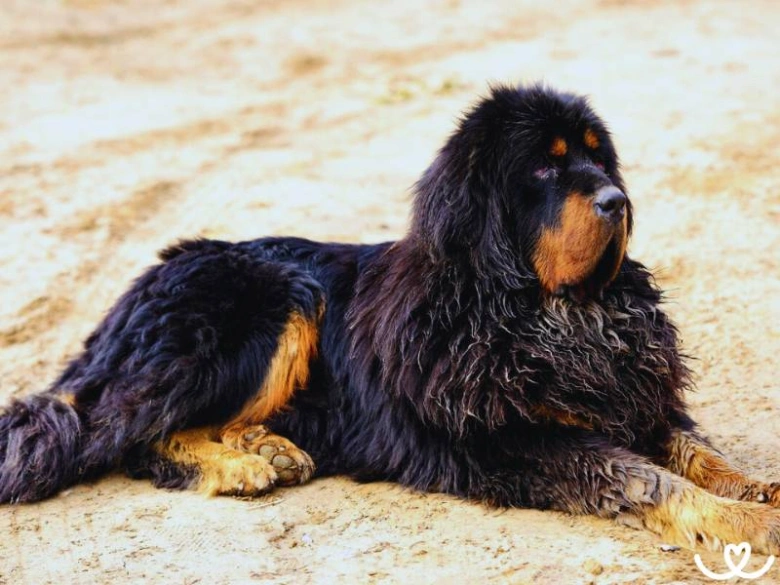 Černá tibetská dog leží na písečné zemi s hnědými znaky.