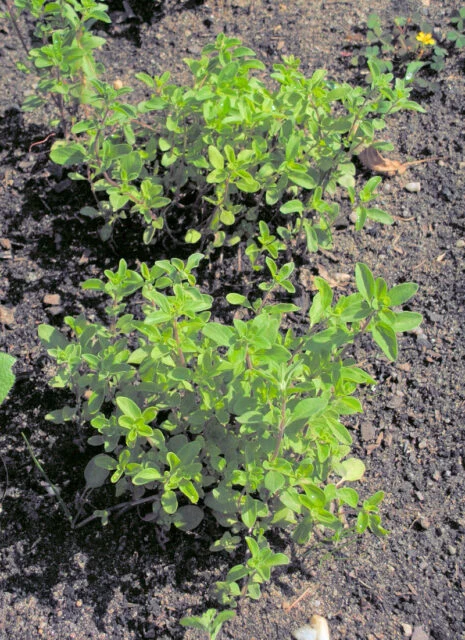 Young herb seedlings in soil