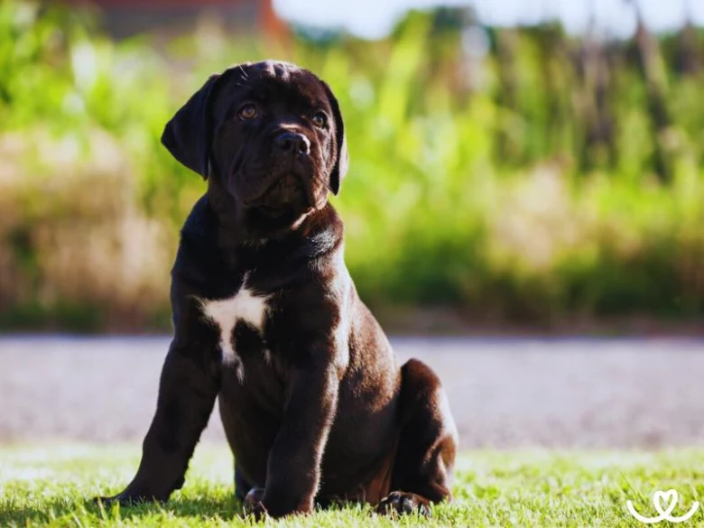 Černý štěně plemene Cane Corso sedí na trávě.